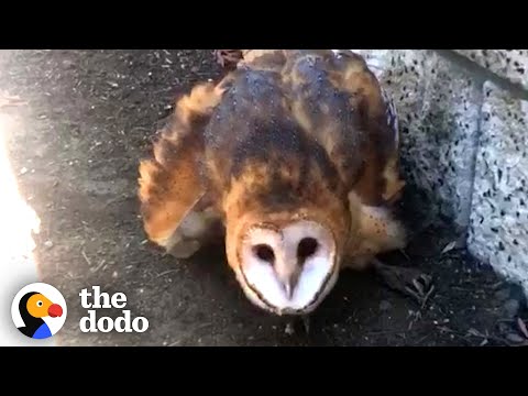Scared Barn Owl Stuck in Glue Trap Is Finally Free | The Dodo