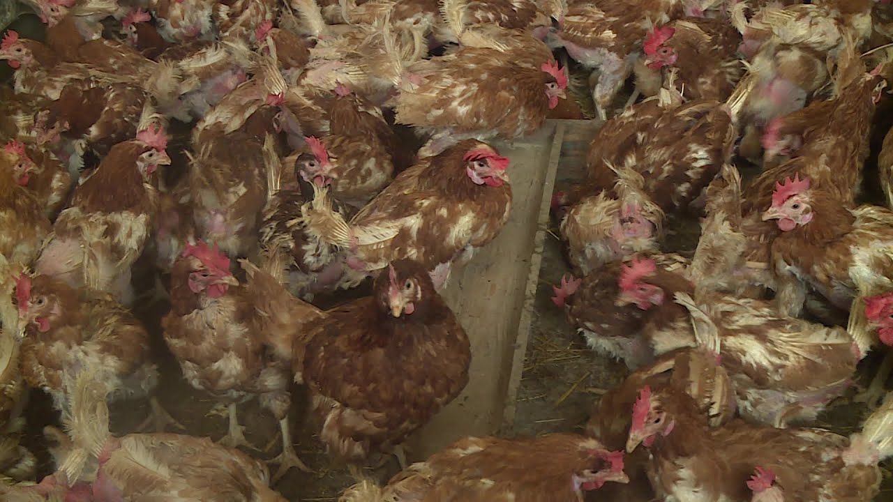 Des poules à adopter pour les sauver de l'abattoir
