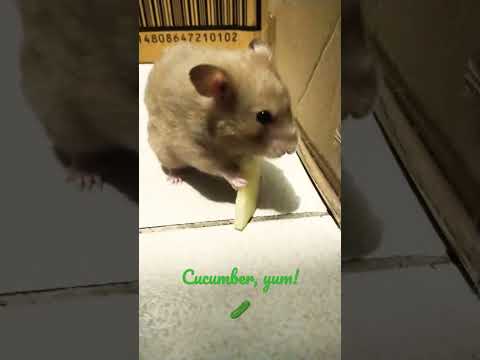 Cucumbers make a great addition to any hamster's diet 🥒🐹