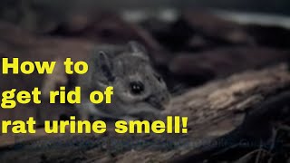 How To Get Rid Of Rat Urine Smell [Detailed Guide]