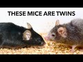 How to Slow Aging and even reverse it vo How to Slow Aging and even reverse it vo