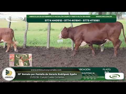 25-02-26 - 59º Remate por Pantalla de Horacio Rodriguez Egaña - Curuzú Cuatiá, Corrientes