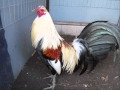 EL GALLO DE ORO