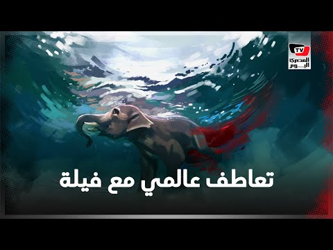 كيف تعاطف العالم مع أنثى الفيل في الهند؟