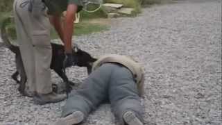 man bites dog (gently).wmv