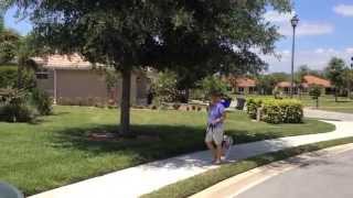 Bella Walking on a Loose Leash - Dog Training of Fort Myers - Patrick Logue