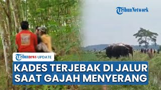 Kades Braja Asri Lamtim Tewas Diinjak Gajah, Terjebak di Jalur saat Halau Kawanan yang Masuk Lahan