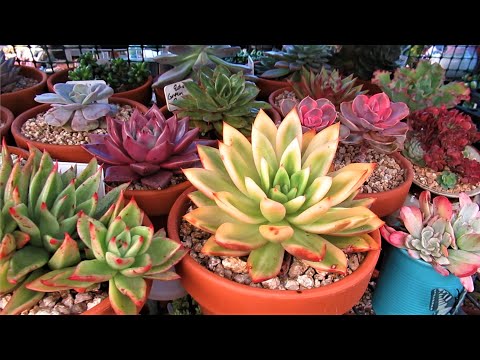 3rd YouTube video about how long can succulents go without water