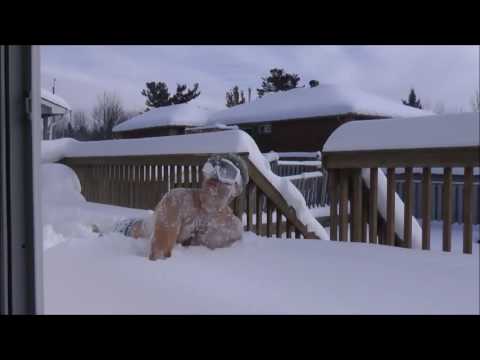 crazy snow swimmer