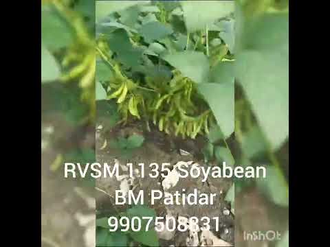 RVSM 1135 Soyabean
