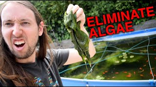 How To Get Rid of Algae in Ponds