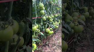 How to care tomato farming for high yield | Tomato 🍅 farming secrets #shorts