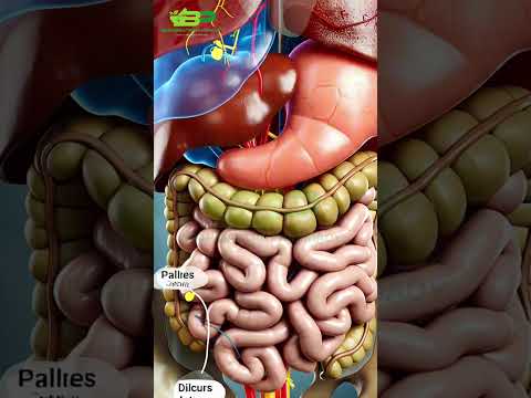 Urolithin a+ capsule