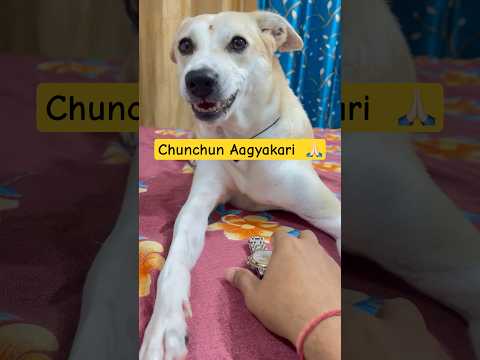 Chunchun aagyakari #viral #comedy #funny #trending #ytshorts #shorts #dog #dogshorts #chunchun #yt