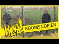 HEA! Boomsnoeien in Kollumerzwaag