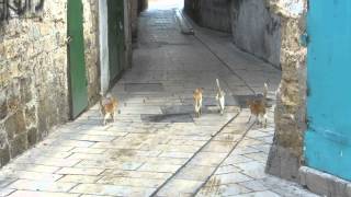 preview picture of video 'Old Acre, Israel - four kittens travelers in alleys of the old city of Acre'