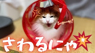 4年も一緒にいても、こういう顔になるときはある【保護猫/シャム猫/シャムミックス＆ノルウェージャンフォレストキャット】#cat #japanesecat