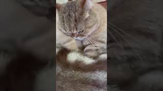☆Super Cute Animals☆Cute cats and funy dogs＆cat　videos compilation2021C㉘#Shorts