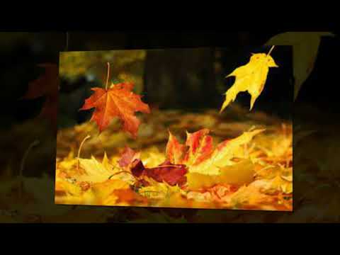 Đoản khúc thu - Nam Vĩnh