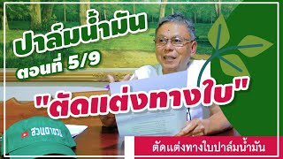 🌿 รู้เกี่ยวกับการ ตัดแต่งทางใบปาล์มน้ำมัน ✂🍁 [ตอนที่ 5/9] #ชวนคุยเรื่องปาล์ม