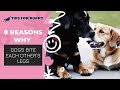 8 Reasons Why Dogs Bite Each Other S Legs Dog Care Tips For Puppy