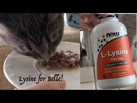 Belle on Meds - Benefits of Lysine to a Kitten Lysine promotes fast healing Spay