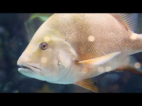 9 HOURS Stunning 4K Underwater Footage + Music | Nature Relaxation™ Rare Colorful Sea Life Video