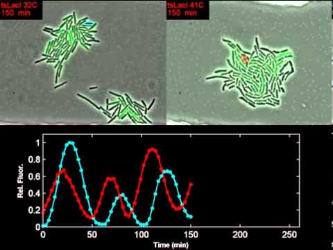 Genetic Clock Checks the Thermometer