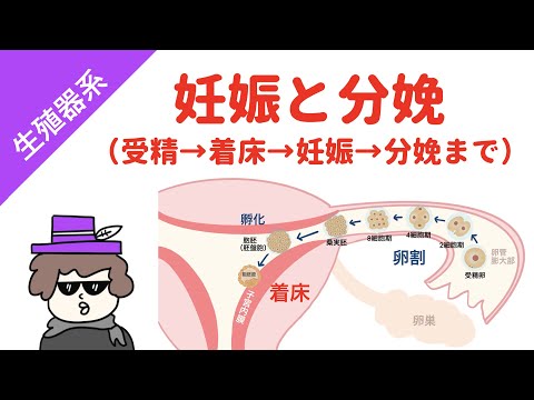 犬の生殖: 解剖学、受胎可能段階および去勢