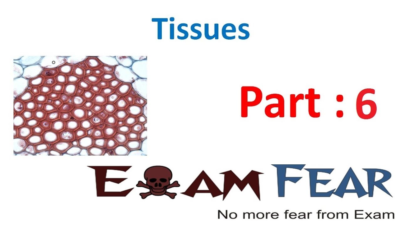Biology Tissues part 6 (Complex Permanent tissues-Xylem & Phloem) CBSE class 9 IX