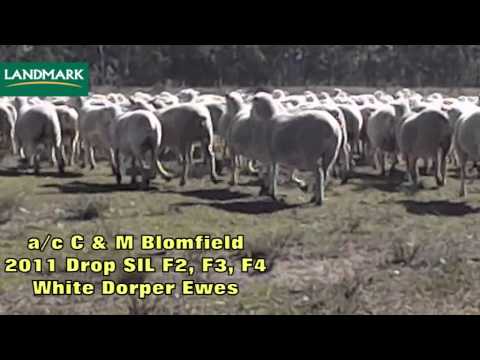 2011 Drop S I L White Dorper F2, F3 & F4 Ewes