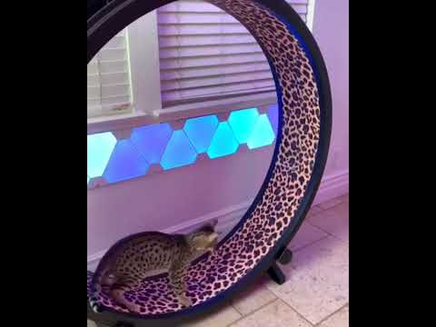 cat wheel exerciser for indoor cats 😄 (Cat treadmill) #shorts #catwheel #catwheelexercisertoy