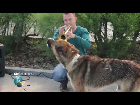 Murió el “Hachiko” de Crimea: esperó 12 años el regreso de su amo muerto