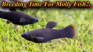 Male And Female Molly Fish Breeding Time. When To Separate Them. How Many Days / Fish Aquarium Tamil