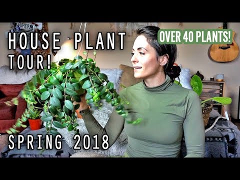 House Plant Tour Spring 2018 | Over 40 plants!