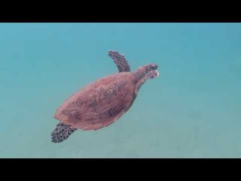 Swim Around Keppel