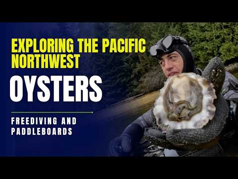 Catching giant oysters while freediving in winter
