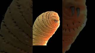 LARVA DE MOSCA EN ARDILLA #animales #youtube #shortsvideo