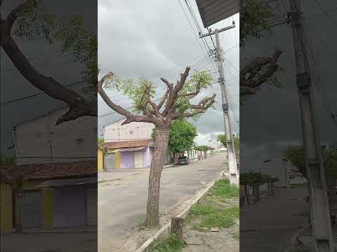 muita chuva no telhado [ reriutaba Ceará ]