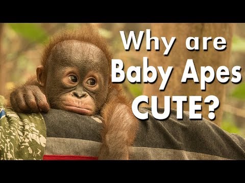 Wildlife Wednesday: Why Are Baby Apes Cute?