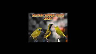 Download lagu MASTERAN SOGON JERNIH MATERI ZIPPER (pleci) #sogonprestasi mp3