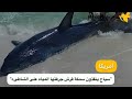 مشهد لايتكرر.. مصطافون ينقذون سمكة قرش جرفتها المياه الى الشاطىء???? ????..
