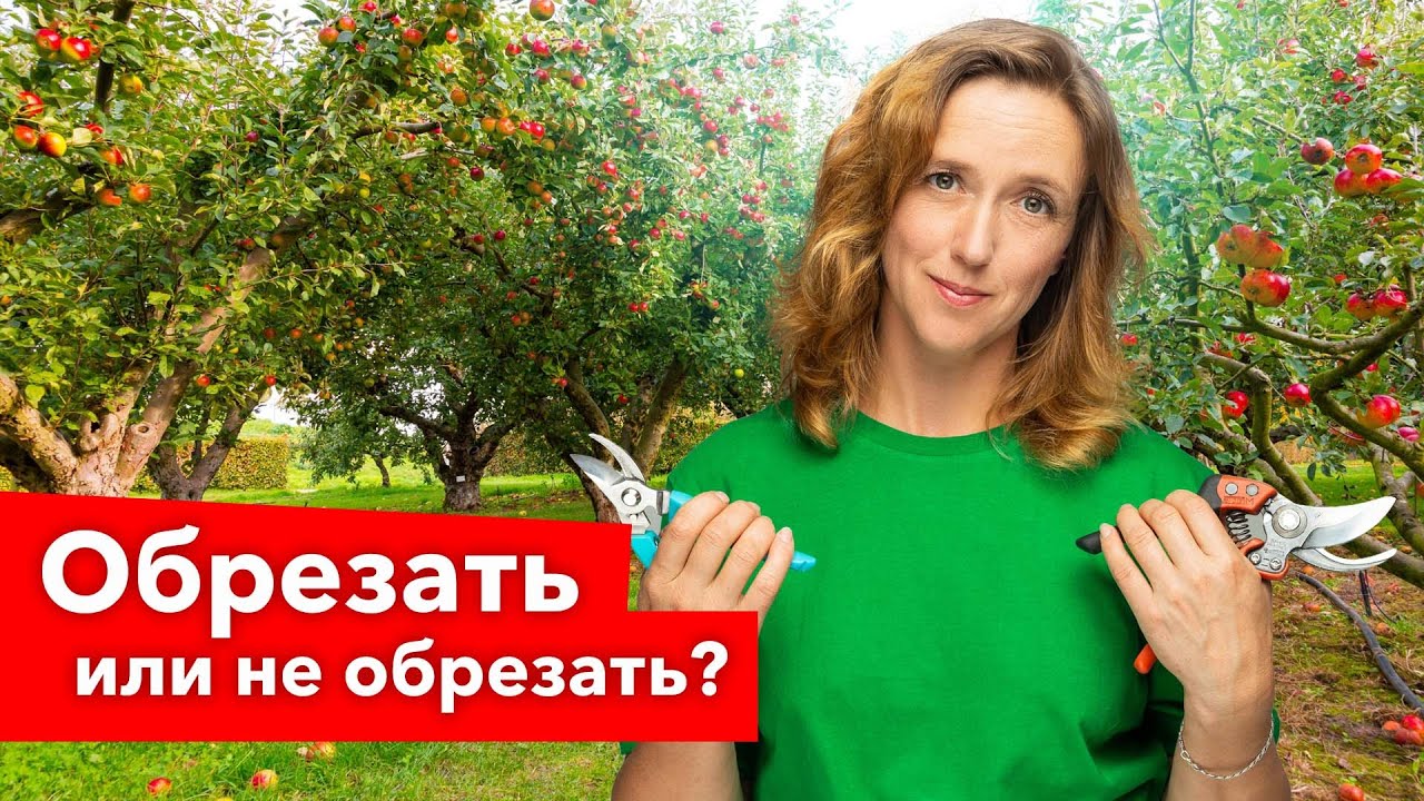 ВСЕ, ЧТО ВЫ ХОТЕЛИ ЗНАТЬ ОБ ОБРЕЗКЕ ПЛОДОВЫХ ДЕРЕВЬЕВ! 10 популярных вопросов от зрителей