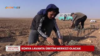 Konya lavanta üretim merkezi olacak