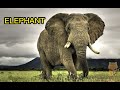 Elephant Animal Sound