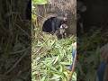 A Weak And Abandoned Pit Bull Was Rescued From The Depths Of A Forest Drainpipe