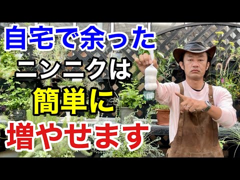 かなりのニンニク、Allium coloratum