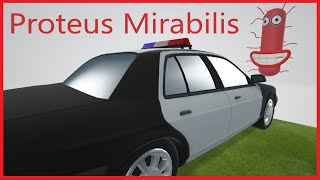 Proteus Mirabilis (Mnemonic for the USMLE)