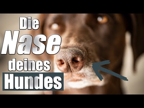 Warum die Nase deines Hundes im Training so WICHTIG ist - DAS musst du verstehen