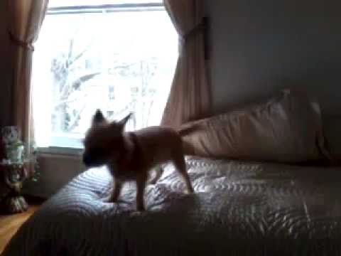 clever dog play with ball JLO